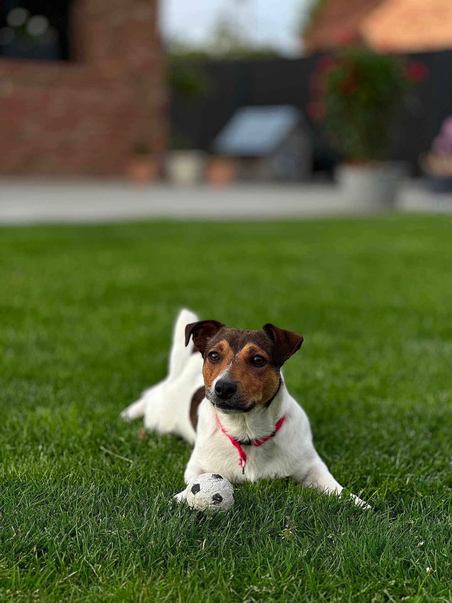 Ugo participe au concours pour gagner de l'argent avec cette photo : dog, grass, soccer_ball, outdoor, pet, animal, collar, playful, brown_and_white, small_dog, lawn, summer, greenery, canine, cute, resting, looking, background_blur, yard, domestic_animal
