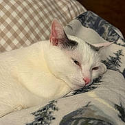 Gemma joined the competition — help win amazing prizes! cat, white_cat, pet, feline, sleeping_cat, cozy, blanket, pillow, bed, indoor, close_up, portrait, fur, whiskers, pink_nose, ear, relaxed, resting, home, soft_texture