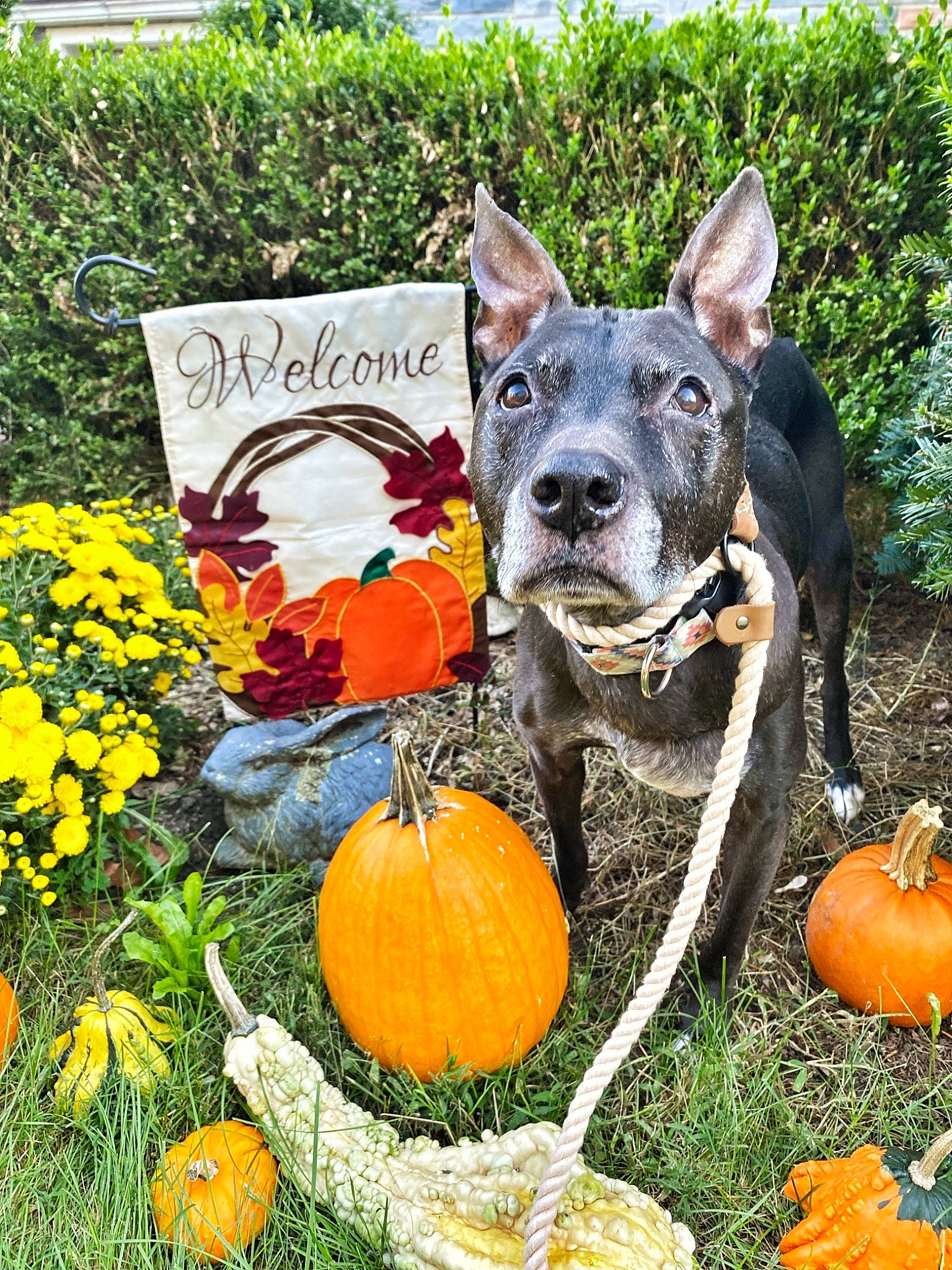 Yenta joined the competition — help win amazing prizes! annual_plant, calabaza, carnivore, companion_dog, cucurbita, dog, dog_breed, flower, food, gourd, grass, groundcover, local_food, natural_foods, plant, pumpkin, squash, vegetable, whole_food, winter_squash
