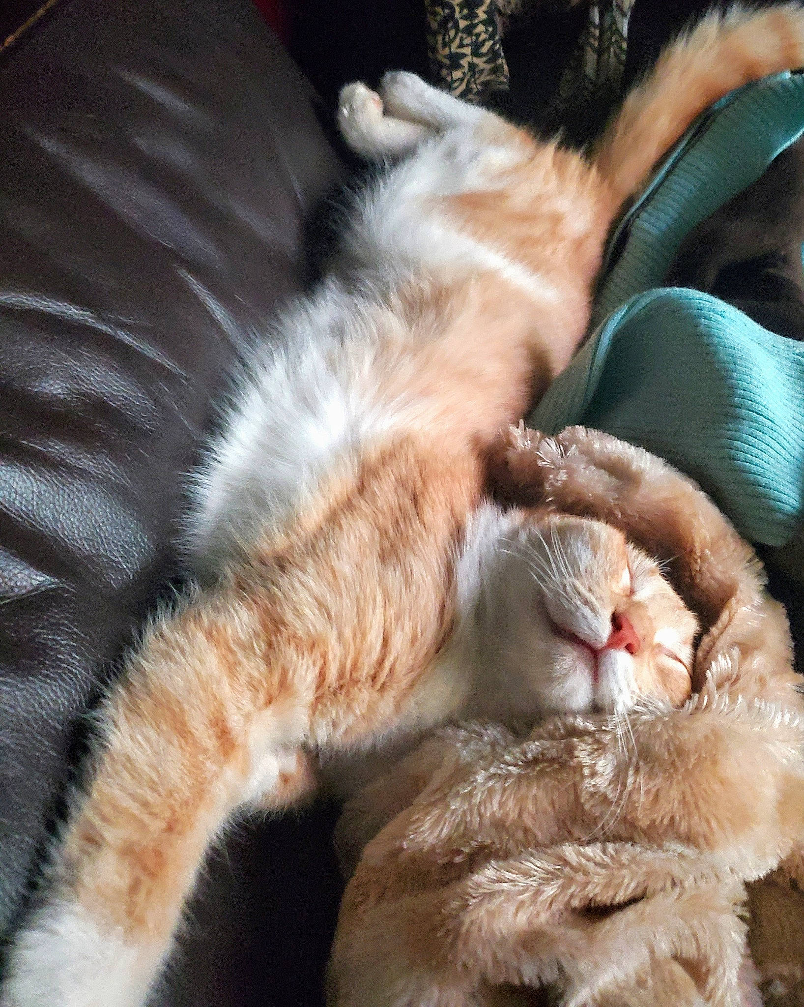 Archie joined the competition — help win amazing prizes! carnivore, cat, comfort, fawn, felidae, fur, nap, natural_material, orange, paw, peach, sleep, small_to_medium_sized_cats, synthetic_rubber, tail, vertebrate, whiskers