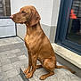 dog, brown_dog, sitting, outdoor, step, concrete, paved_patio, gray_bricks, white_wall, glass_door, reflection, ears, tail, canine, pet, animal, alert, house_exterior, daylight, quiet