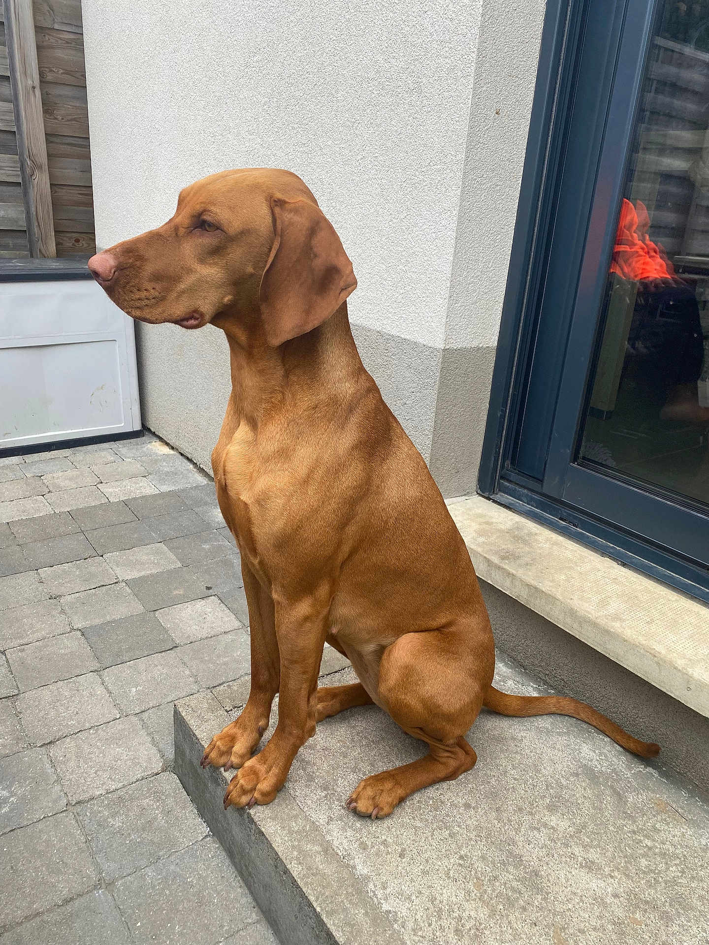 Vogue participe au concours pour gagner de l'argent avec cette photo : dog, brown_dog, sitting, outdoor, step, concrete, paved_patio, gray_bricks, white_wall, glass_door, reflection, ears, tail, canine, pet, animal, alert, house_exterior, daylight, quiet