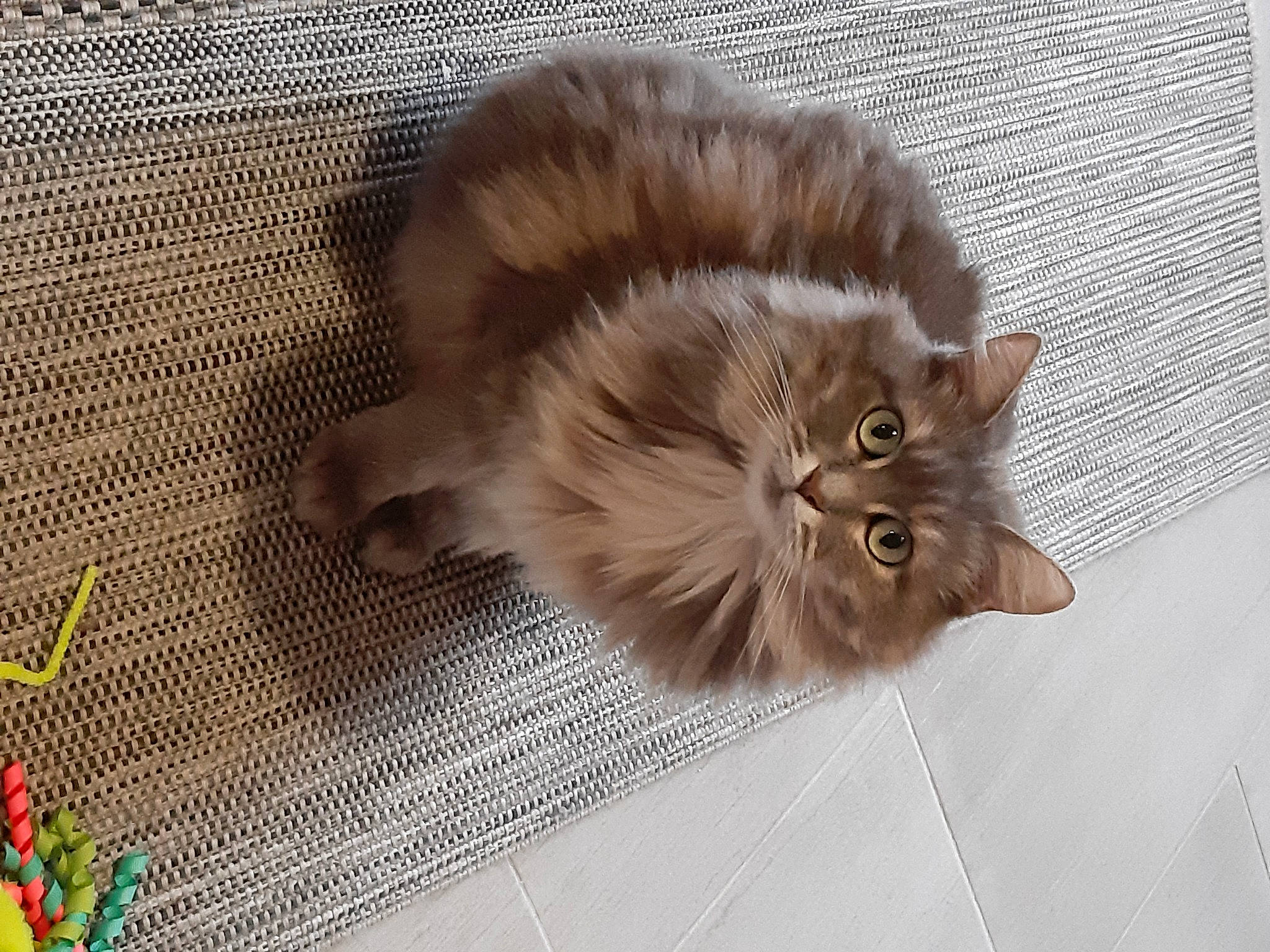 Barbouille participe au concours pour gagner de l'argent avec cette photo : asian_semi_longhair, british_longhair, british_semi_longhair, carnivore, cat, cymric, domestic_long_haired_cat, fawn, felidae, fur, kitten, maine_coon, mammal, norwegian_forest_cat, persian, ragamuffin, small_to_medium_sized_cats, somali, tail, whiskers