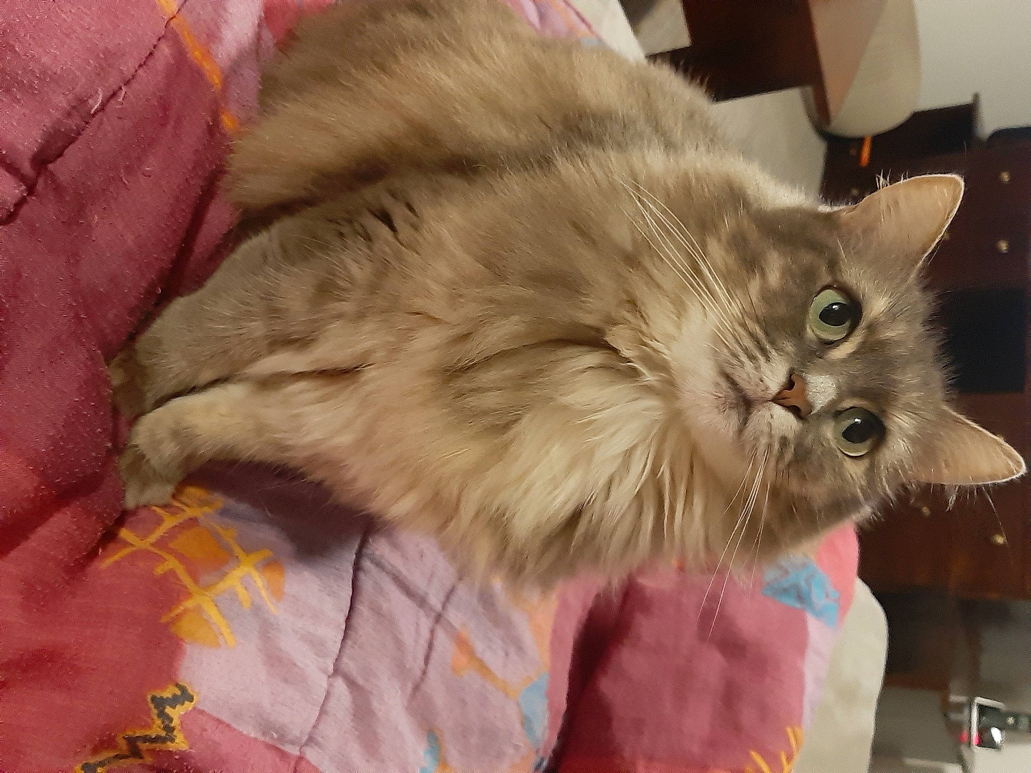 Barbouille a rejoint le concours — aidez-le/la à gagner de superbes lots ! asian, asian_semi_longhair, british_longhair, british_semi_longhair, carnivore, cat, domestic_long_haired_cat, fawn, felidae, fur, mammal, persian, ragamuffin, small_to_medium_sized_cats, snout, somali, whiskers