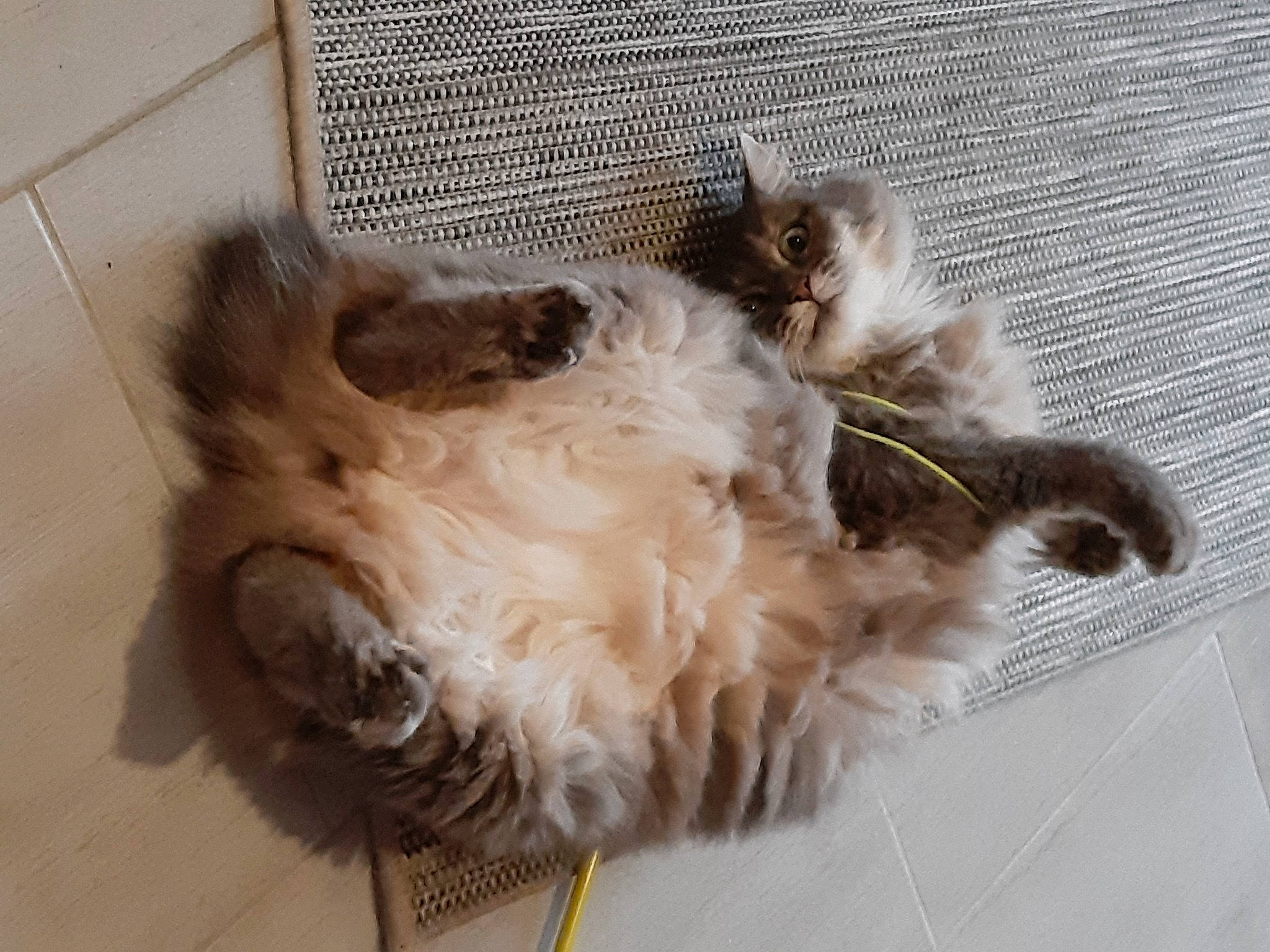 Barbouille participe au concours pour gagner de l'argent avec cette photo : british_longhair, carnivore, cat, domestic_long_haired_cat, fawn, felidae, fur, himalayan, laperm, maine_coon, norwegian_forest_cat, persian, ragamuffin, ragdoll, small_to_medium_sized_cats, tail, whiskers