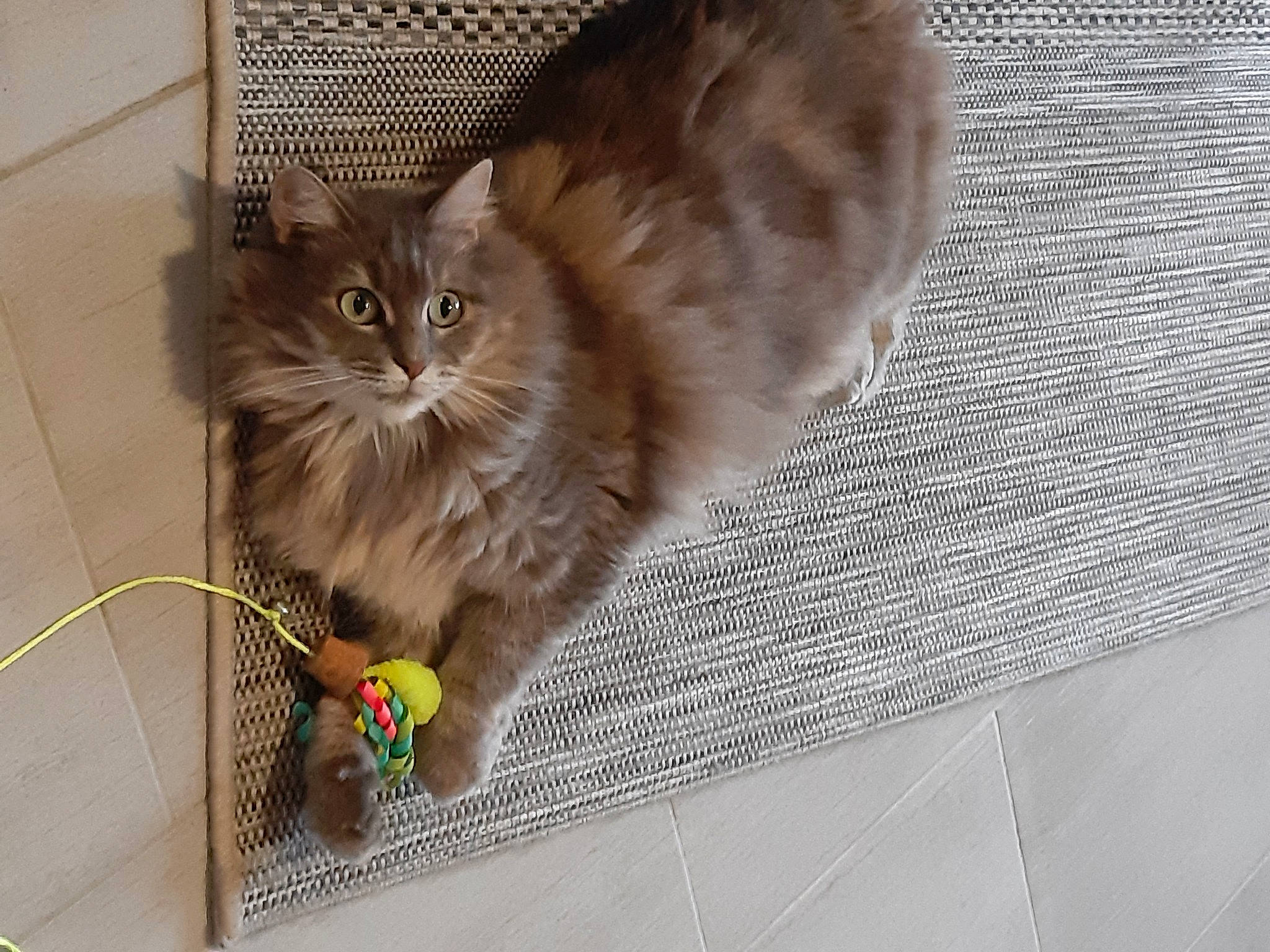 Barbouille participe au concours pour gagner de l'argent avec cette photo : asian_semi_longhair, british_semi_longhair, carnivore, cat, domestic_long_haired_cat, domestic_short_haired_cat, european_shorthair, fawn, felidae, flooring, kitten, maine_coon, mammal, norwegian_forest_cat, ragamuffin, siberian, small_to_medium_sized_cats, somali, tile, whiskers
