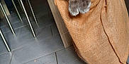 Augustin participe au concours pour gagner de l'argent avec cette photo : cat, gray_cat, blue_eyes, fabric_bag, indoor, floor_tiles, furniture, table, chair, paws, curious, pet, domestic_animal, cozy, hanging_bag, looking, whiskers, closeup, cute, house