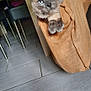 cat, gray_cat, blue_eyes, fabric_bag, indoor, floor_tiles, furniture, table, chair, paws, curious, pet, domestic_animal, cozy, hanging_bag, looking, whiskers, closeup, cute, house