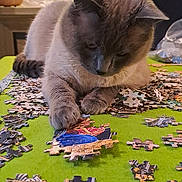 Augustin participe au concours pour gagner de l'argent avec cette photo : cat, puzzle, puzzle_pieces, indoor, table, lamp, green_table, cozy, feline, concentration, playing, brown_cat, fur, whiskers, home, furniture, relaxation, close_up, pet, animal