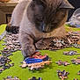 cat, puzzle, puzzle_pieces, indoor, table, lamp, green_table, cozy, feline, concentration, playing, brown_cat, fur, whiskers, home, furniture, relaxation, close_up, pet, animal