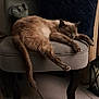 cat, sleeping, chair, cushion, indoor, furniture, relaxing, pet, animal, cozy, fur, tail, paw, quiet, home, tiled_floor, resting, domestic, calm, mammal