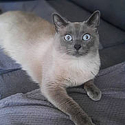 Augustin a rejoint le concours — aidez-le/la à gagner de superbes lots ! cat, siamese_cat, blue_eyes, pet, feline, indoor, couch, blanket, gray, relaxed, animal, looking_at_camera, fur, whiskers, paw, sitting, home, cozy, portrait, domestic_animal