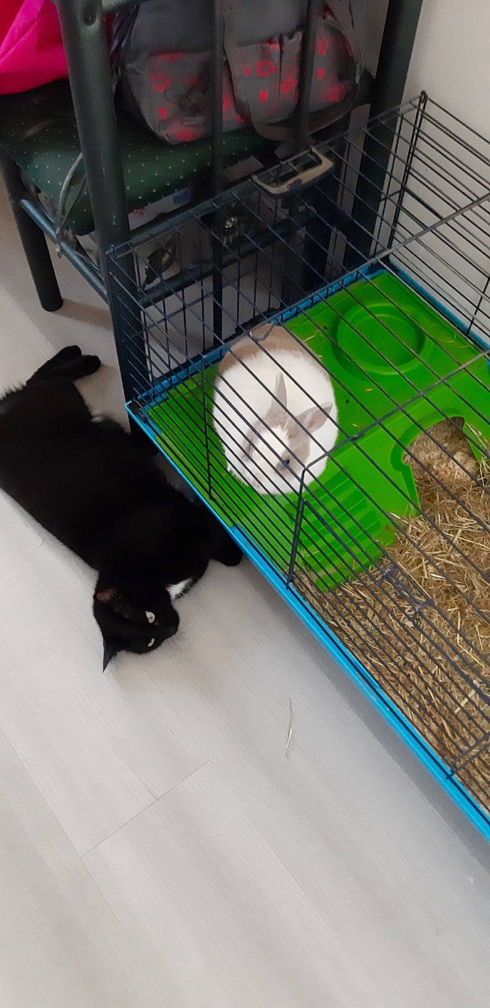 Dior a rejoint le concours — aidez-le/la à gagner de superbes lots ! animal_shelter, cage, net, pet_supply