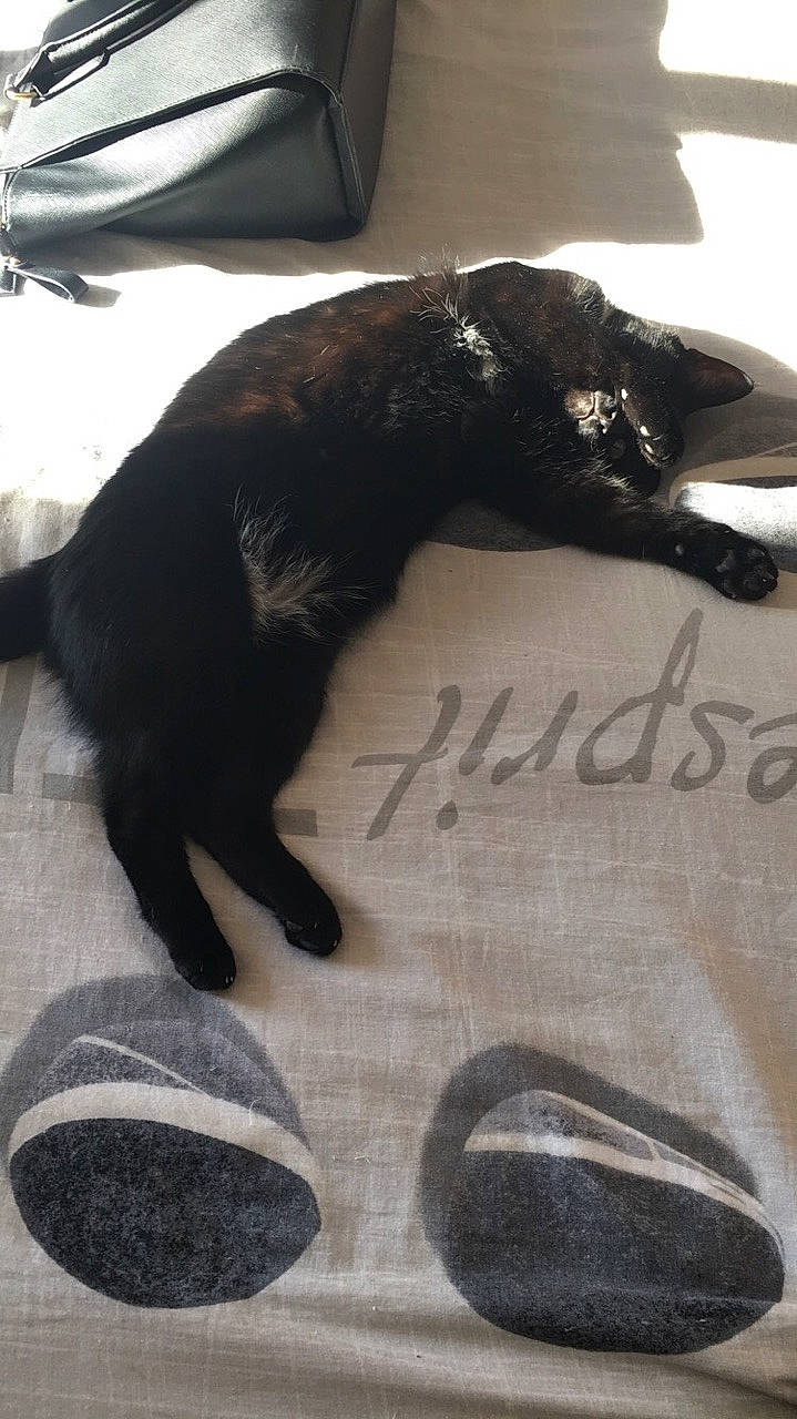 Dior a rejoint le concours — aidez-le/la à gagner de superbes lots ! black, black_cat, canidae, carnivore, cat, claw, felidae, fur, small_to_medium_sized_cats, sporting_group, tail