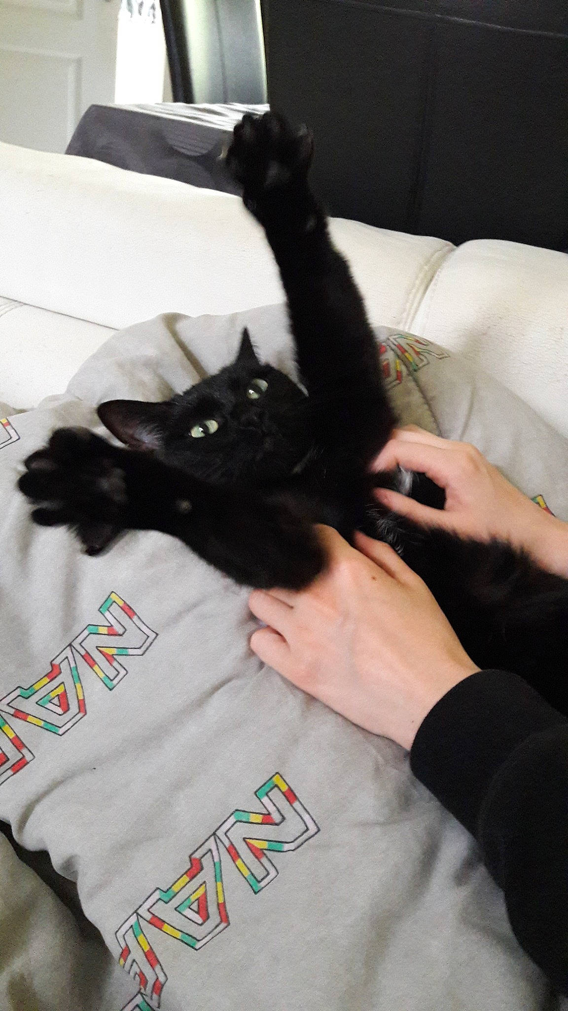 Dior a rejoint le concours — aidez-le/la à gagner de superbes lots ! asian, black, black_cat, bombay, carnivore, cat, claw, domestic_short_haired_cat, ear, felidae, finger, fur, hand, kitten, small_to_medium_sized_cats, tail, whiskers