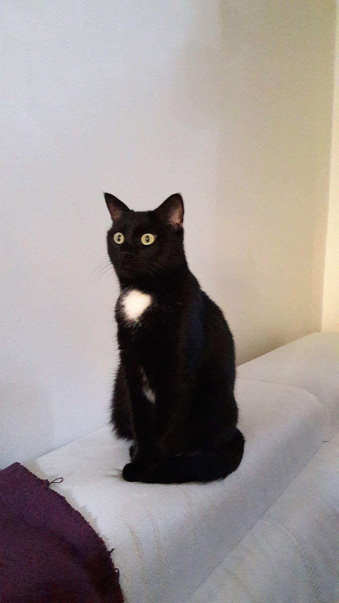 Dior participe au concours pour gagner de l'argent avec cette photo : asian, black, black_cat, bombay, carnivore, cat, domestic_short_haired_cat, ear, european_shorthair, eye, felidae, fur, mammal, sitting, small_to_medium_sized_cats, tail, whiskers