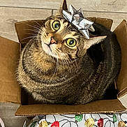 Bruce is registered to the contest to win money with this photo: brown_tabby, cardboard_box, cat, close_up, curious_expression, cute, decorative, ears, feline, festive, floor_tiles, gift_bow, holiday_wrapping_paper, indoor, looking_up, pet, small_box, tabby_cat, whiskers, wide_eyes