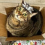 brown_tabby, cardboard_box, cat, close_up, curious_expression, cute, decorative, ears, feline, festive, floor_tiles, gift_bow, holiday_wrapping_paper, indoor, looking_up, pet, small_box, tabby_cat, whiskers, wide_eyes