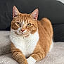animal, cat, closeup, cushion, cute, domestic_cat, feline, fur, indoor, mammal, orange_cat, paws, pet, portrait, relaxed, resting, sleep_area, tabby, whiskers, white_cat