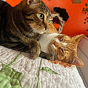 Bruce And Barry is registered to the contest to win money with this photo: animal, bedroom, cat, closeup, companion, cozy, cute, decorative_fan, feline, floral_pattern, ginger_cat, indoor, ivy, orange_wall, pets, quilt, relaxed, resting, sleeping, tabby_cat