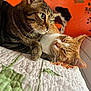animal, bedroom, cat, closeup, companion, cozy, cute, decorative_fan, feline, floral_pattern, ginger_cat, indoor, ivy, orange_wall, pets, quilt, relaxed, resting, sleeping, tabby_cat