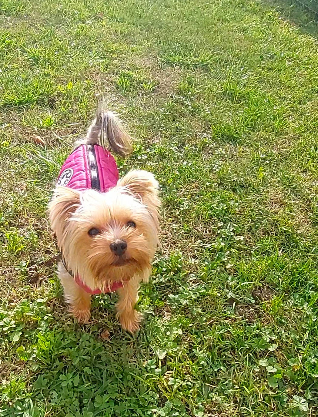 Sushi a rejoint le concours — aidez-le/la à gagner de superbes lots ! canidae, carnivore, companion_dog, dog, dog_breed, dog_clothes, dog_supply, fawn, grass, groundcover, lawn, liver, plant, small_terrier, snout, sporting_group, terrier, toy_dog, water_dog, working_animal