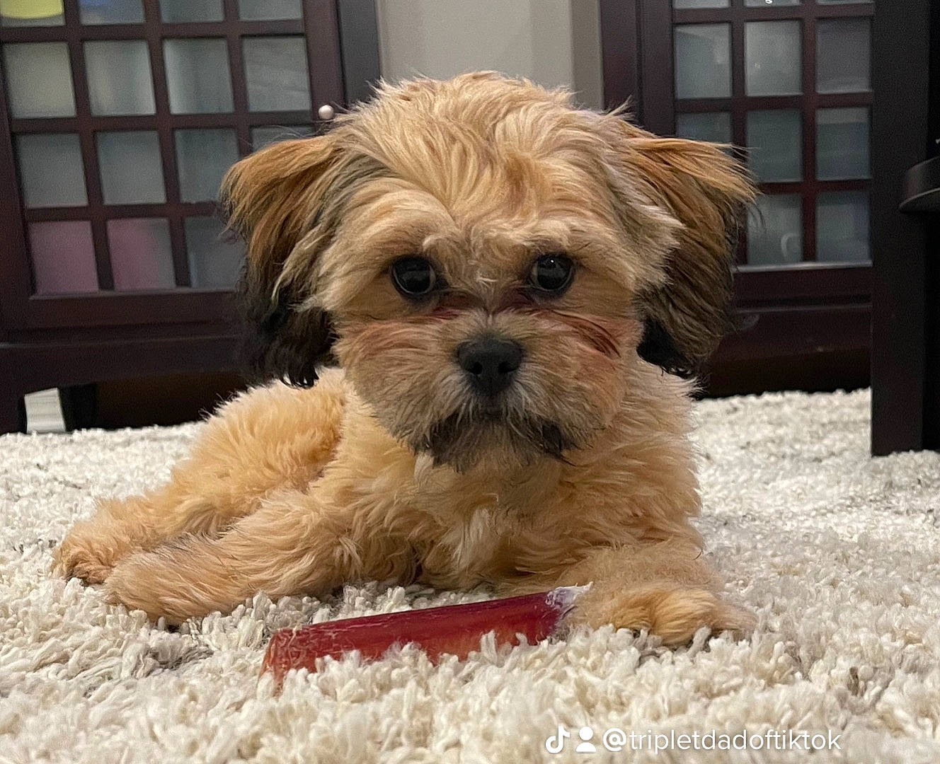 Arthur is registered to the contest to win money with this photo: canidae, carnivore, comfort, companion_dog, dog, dog_breed, dog_supply, fawn, fur, liver, shih_tzu, small_terrier, snout, sporting_group, terrestrial_animal, terrier, toy_dog, window, working_animal, yorkipoo