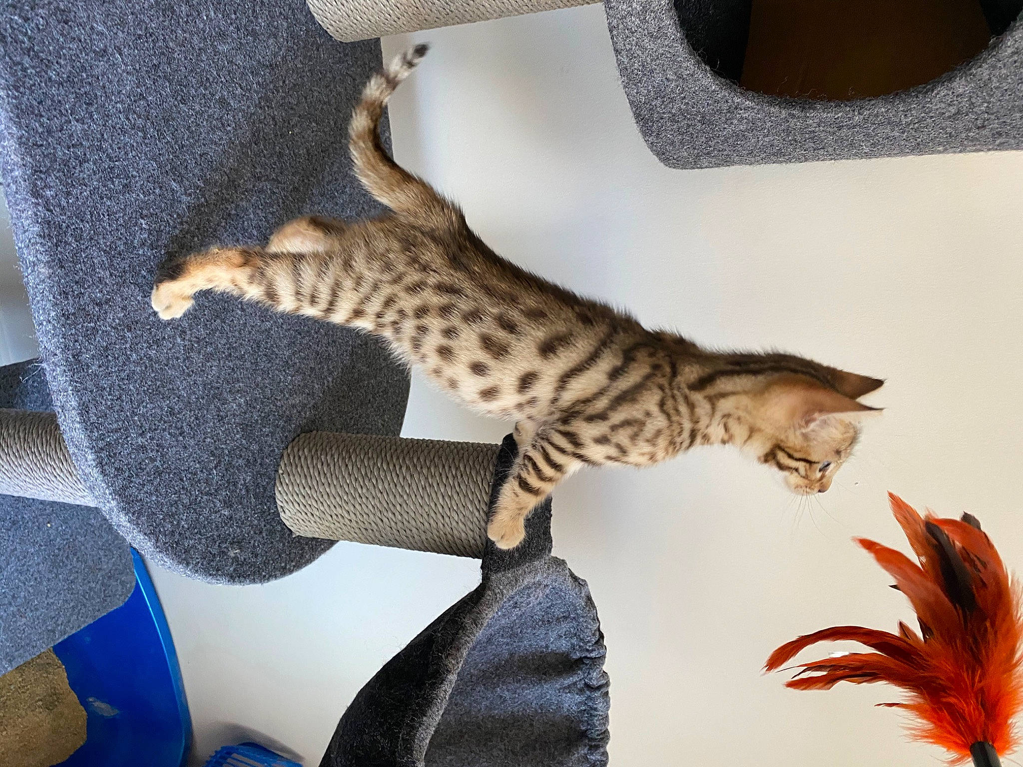Lord Beerus is registered to the contest to win money with this photo: asian, bengal, california_spangled, carnivore, cat, chausie, dragon_li, egyptian_mau, european_shorthair, felidae, kitten, mammal, ocicat, pixie_bob, savannah, small_to_medium_sized_cats, tail, toyger, vertebrate, whiskers