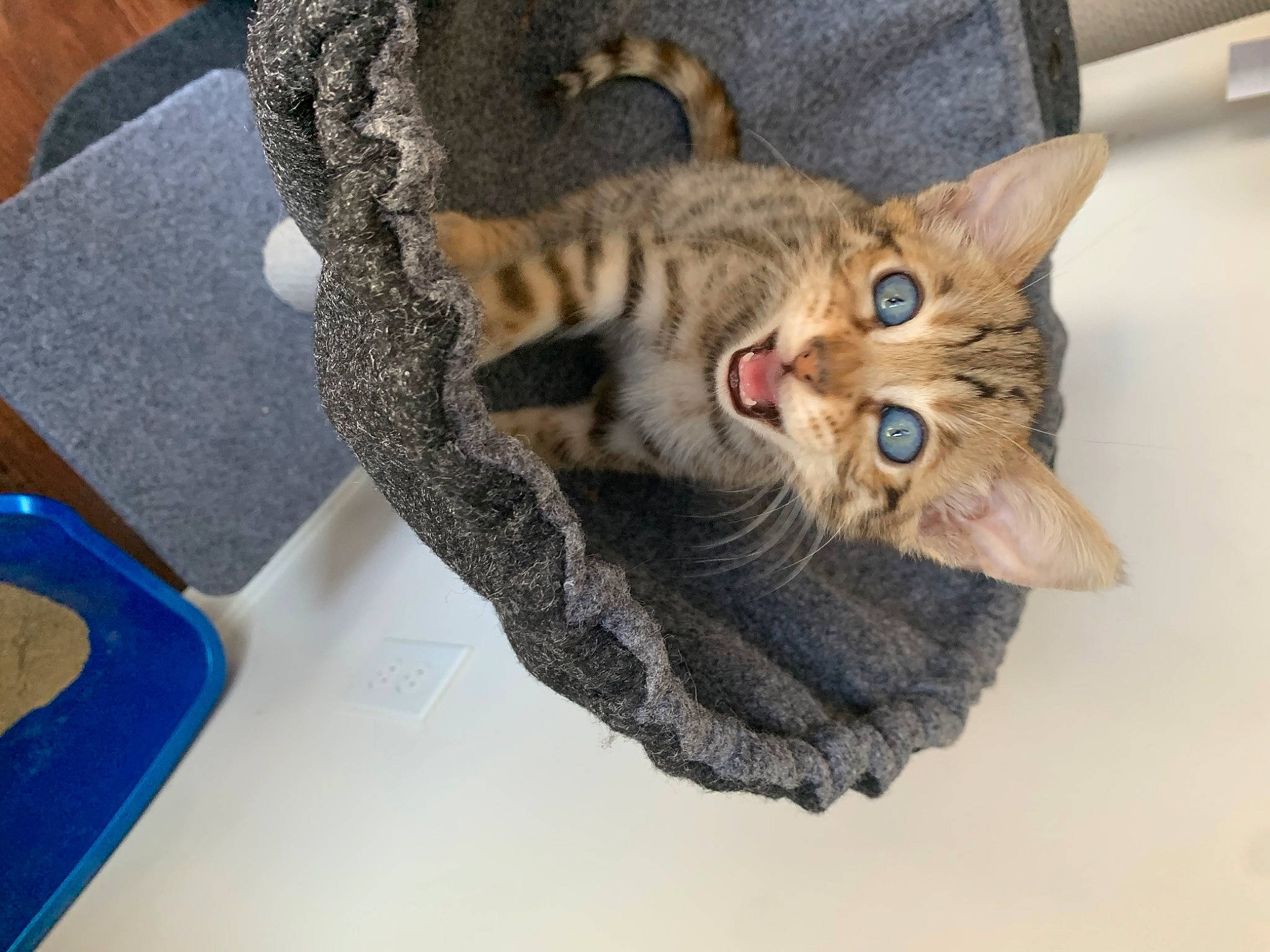 Lord Beerus is registered to the contest to win money with this photo: asian, australian_mist, california_spangled, carnivore, cat, chausie, domestic_short_haired_cat, dragon_li, ear, european_shorthair, felidae, kitten, mammal, ocicat, oriental_shorthair, pixie_bob, savannah, small_to_medium_sized_cats, tabby_cat, whiskers