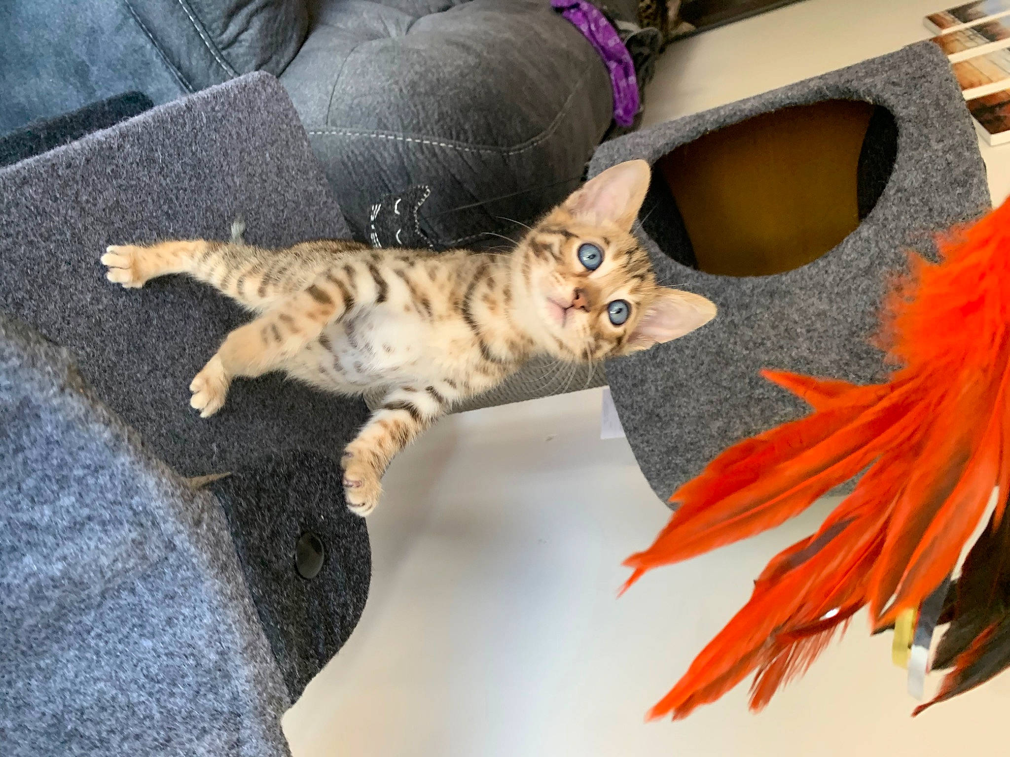 Lord Beerus is registered to the contest to win money with this photo: bengal, carnivore, cat, claw, domestic_short_haired_cat, european_shorthair, fawn, felidae, fur, kitten, paw, pixie_bob, small_to_medium_sized_cats, tabby_cat, tail, whiskers
