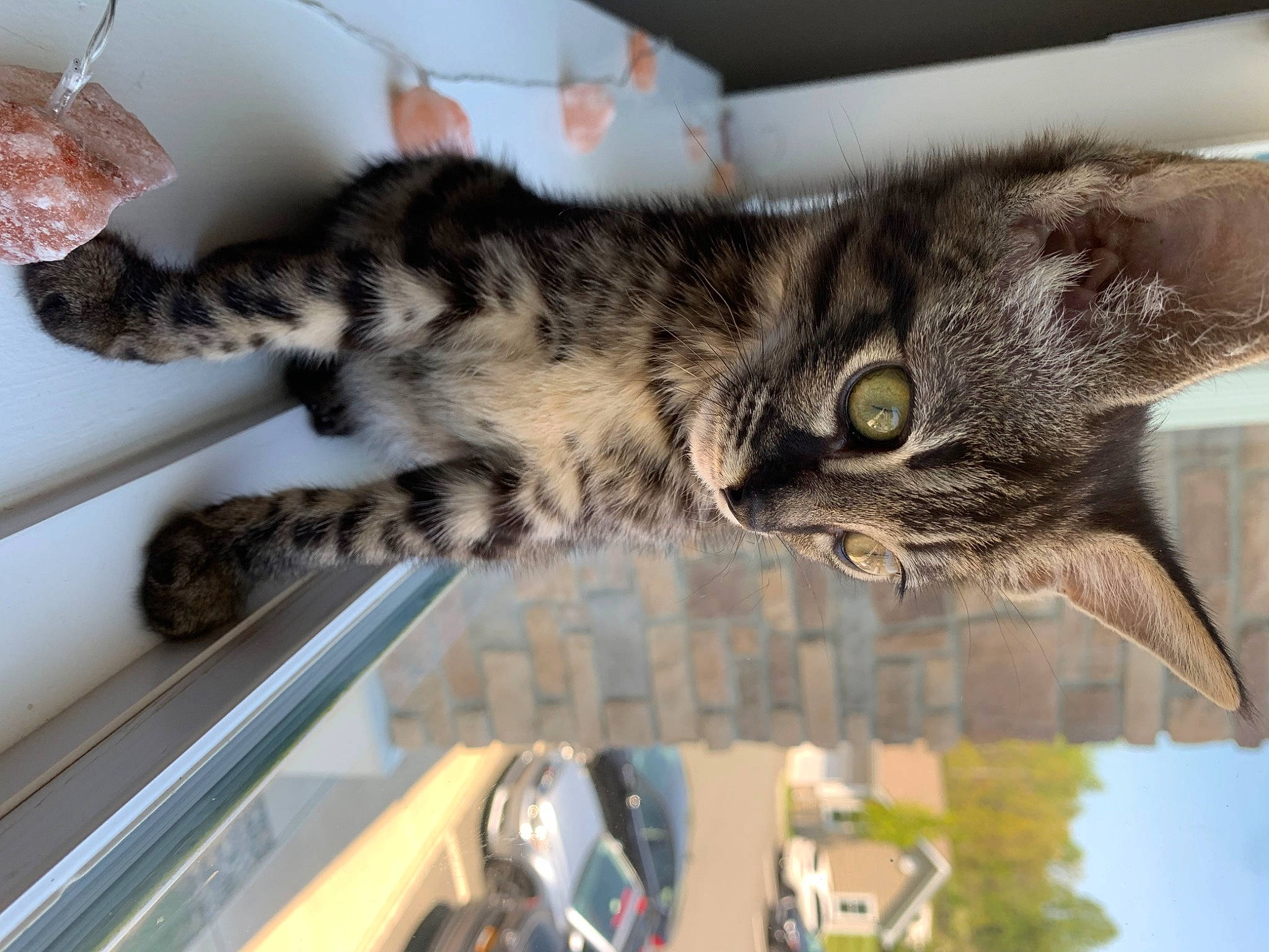 Akasha is registered to the contest to win money with this photo: american_shorthair, asian, california_spangled, carnivore, cat, domestic_short_haired_cat, dragon_li, egyptian_mau, european_shorthair, felidae, kitten, mammal, ocicat, pixie_bob, rusty_spotted_cat, small_to_medium_sized_cats, tabby_cat, toyger, whiskers, wild_cat