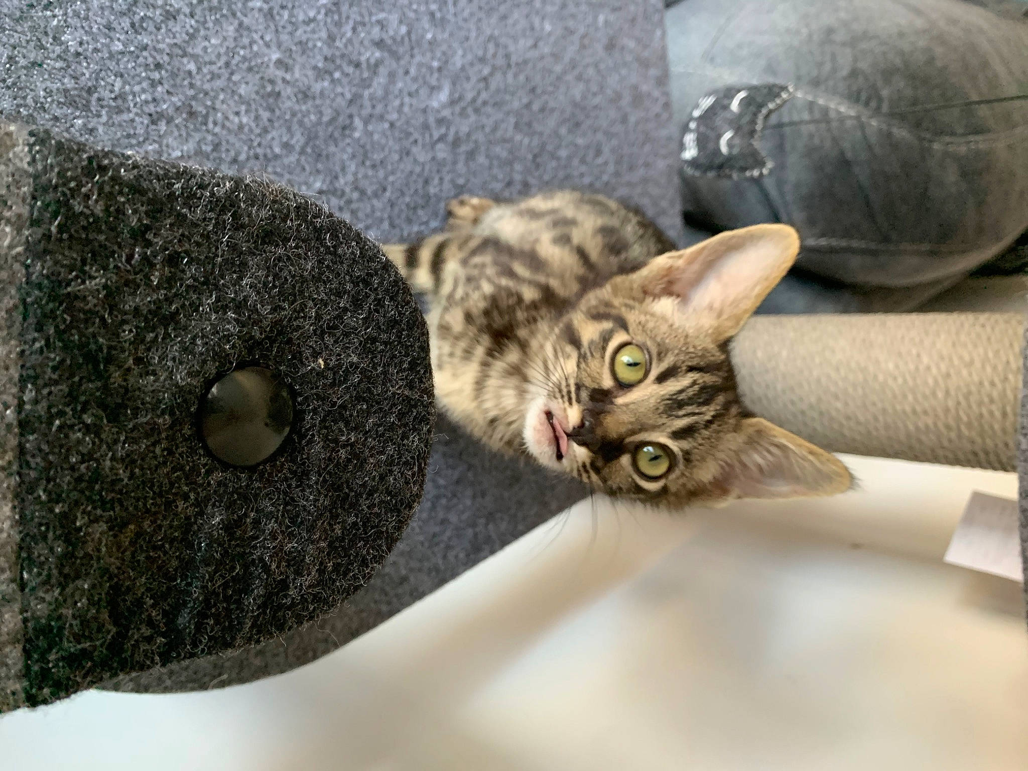 Akasha is registered to the contest to win money with this photo: asian, bengal, california_spangled, carnivore, cat, domestic_short_haired_cat, dragon_li, european_shorthair, felidae, german_rex, kitten, ocicat, pixie_bob, small_to_medium_sized_cats, snout, tabby_cat, whiskers