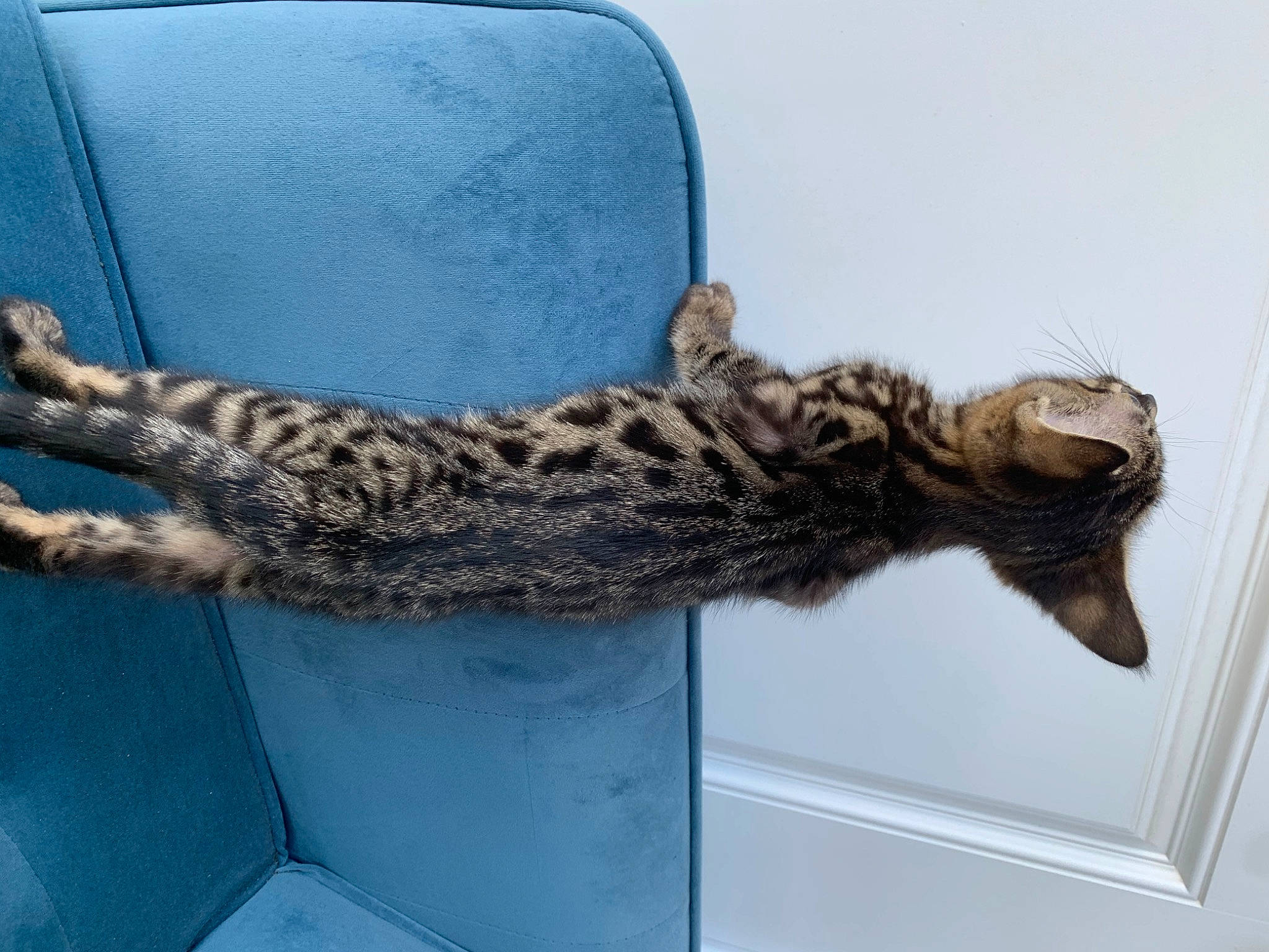 Akasha joined the competition — help win amazing prizes! bengal, california_spangled, carnivore, cat, dragon_li, egyptian_mau, european_shorthair, felidae, fur, kitten, ocicat, pixie_bob, savannah, small_to_medium_sized_cats, tail, whiskers