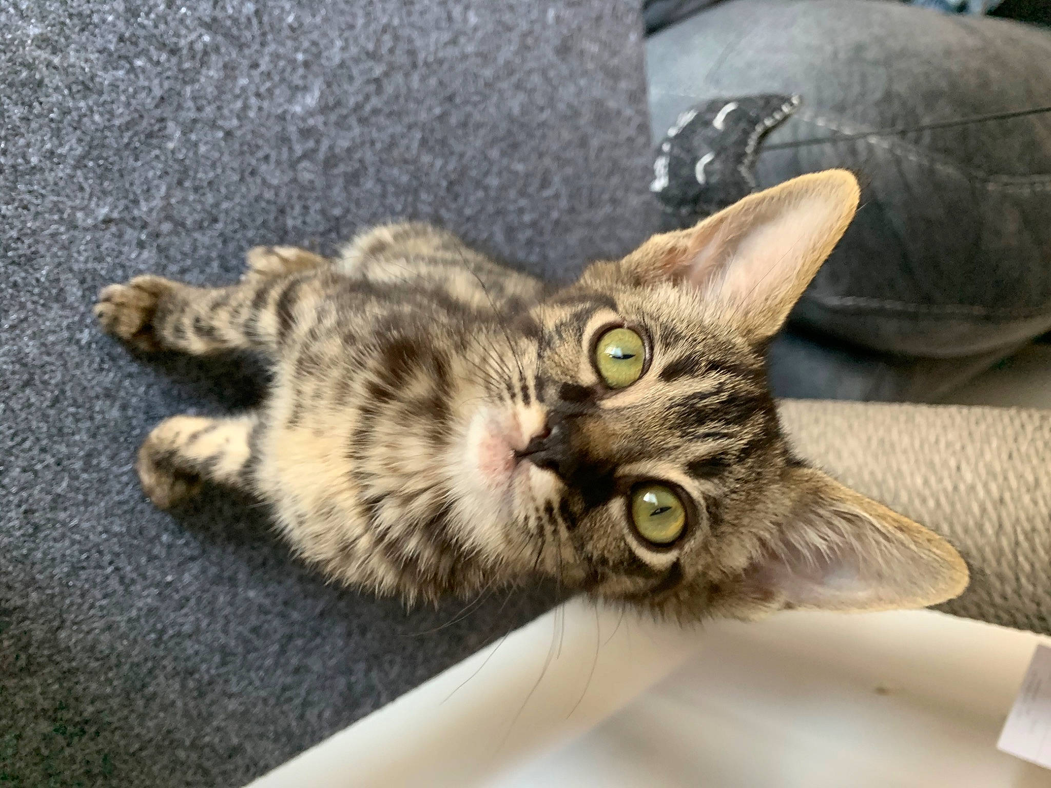 Akasha is registered to the contest to win money with this photo: american_shorthair, asian, australian_mist, bengal, california_spangled, carnivore, cat, domestic_short_haired_cat, dragon_li, european_shorthair, felidae, kitten, mammal, ocicat, pixie_bob, small_to_medium_sized_cats, snout, tabby_cat, toyger, whiskers