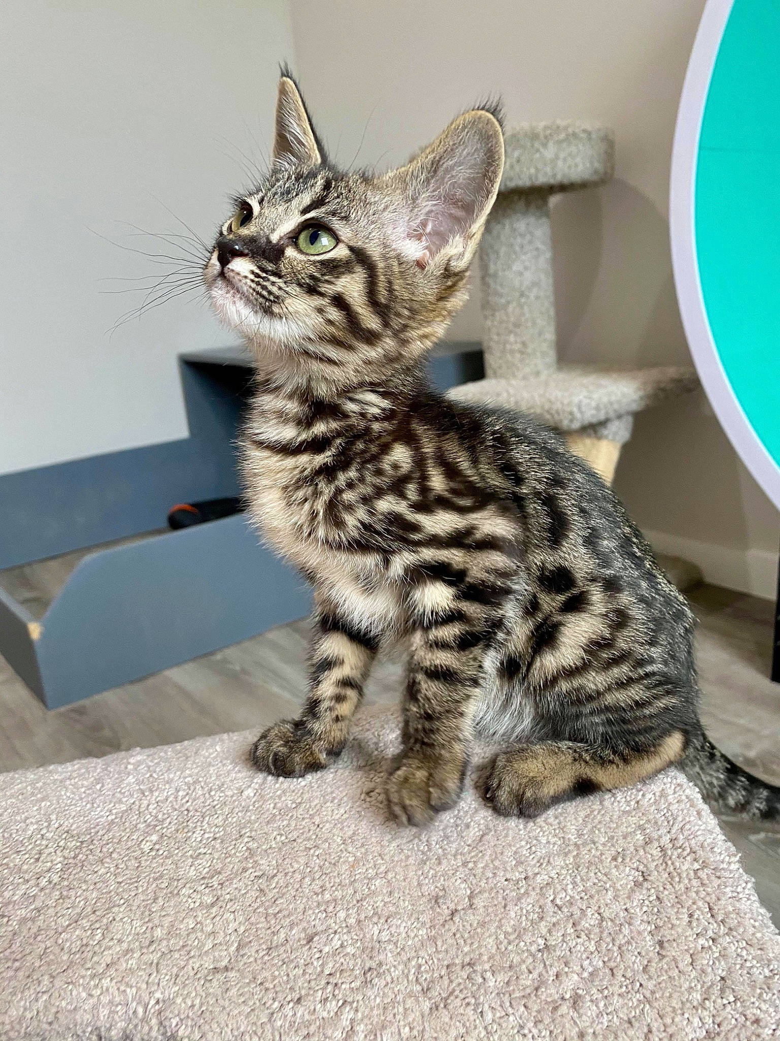 Akasha joined the competition — help win amazing prizes! american_shorthair, arabian_mau, asian, bengal, california_spangled, carnivore, cat, domestic_short_haired_cat, dragon_li, egyptian_mau, european_shorthair, felidae, kitten, mammal, ocicat, savannah, small_to_medium_sized_cats, tabby_cat, vertebrate, whiskers