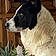 Bandit
