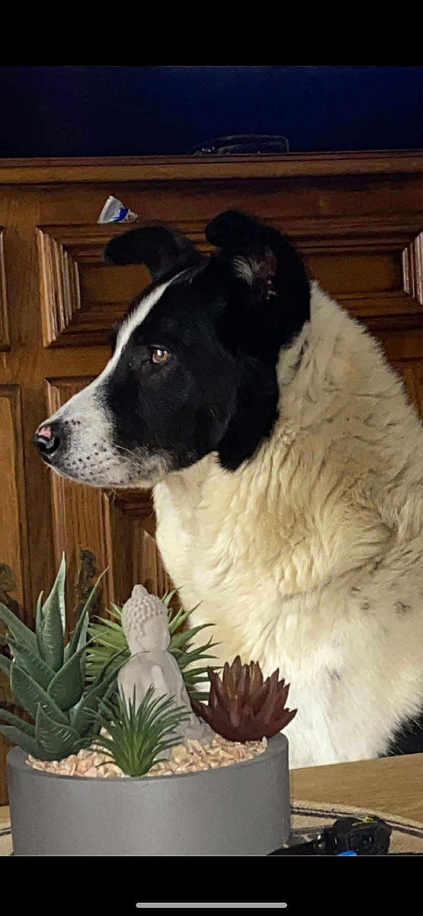 Bandit participe au concours pour gagner de l'argent avec cette photo : dog, black_and_white, indoor, wooden_cabinet, succulents, decor, buddha_statue, plant_pot, table, pet, fur, side_profile, calm, animal, houseplant, close_up, domestic, companion, relaxed, portrait