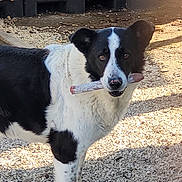 Bandit participe au concours pour gagner de l'argent avec cette photo : dog, black_and_white, stick, gravel, outdoor, firewood, pile, sunlight, shadow, playful, animal, pet, canine, fur, ears, nose, mouth, standing, nature, daytime