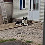Bandit a rejoint le concours — aidez-le/la à gagner de superbes lots ! dog, puppies, concrete_ramp, gravel, house, door, window, shutters, outdoor, yard, animals, pet, resting, black_and_white, small_puppies, building, ladder, grass, daytime, quiet