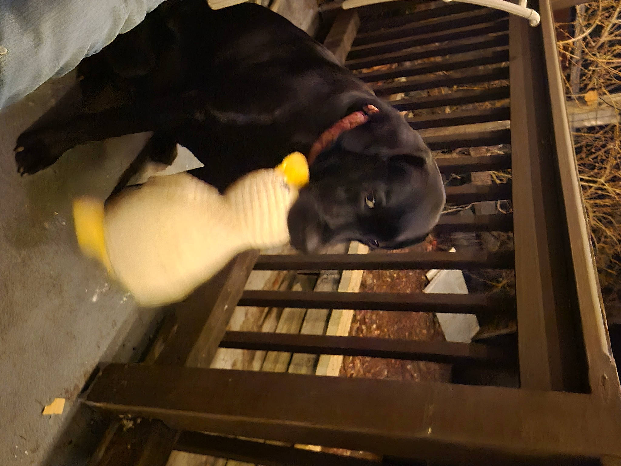 Lucy is registered to the contest to win money with this photo: canidae, comfort, dog_breed, felidae, fur, gas, metal, room, small_to_medium_sized_cats, snout, sporting_group, steel, stuffed_toy, tail, terrestrial_animal, toy, wood, working_animal