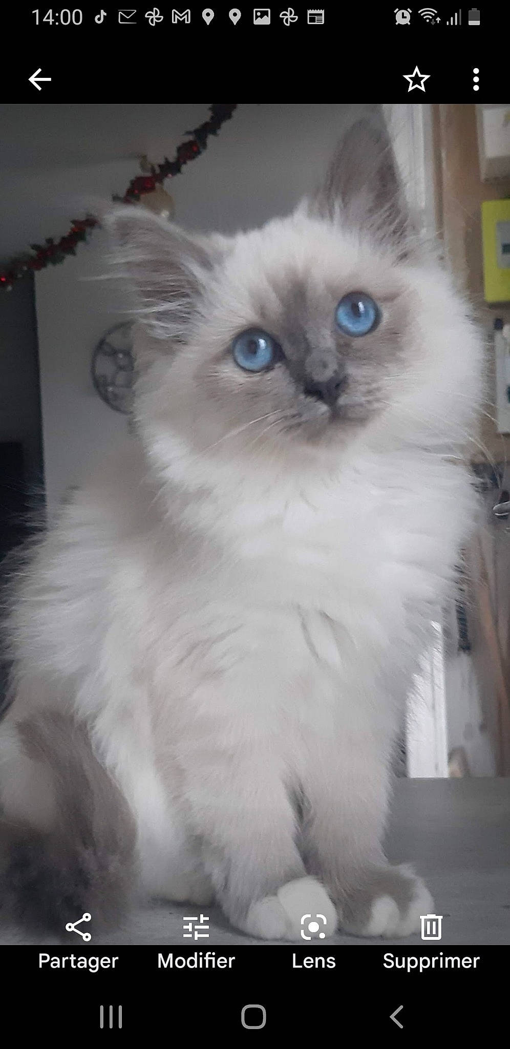 Rapsodie Du Saphir Enneigé a rejoint le concours — aidez-le/la à gagner de superbes lots ! birman, british_longhair, carnivore, cat, claw, electric_blue, eye, fawn, felidae, fur, iris, ragdoll, small_to_medium_sized_cats, snout, tail, terrestrial_animal, whiskers, window