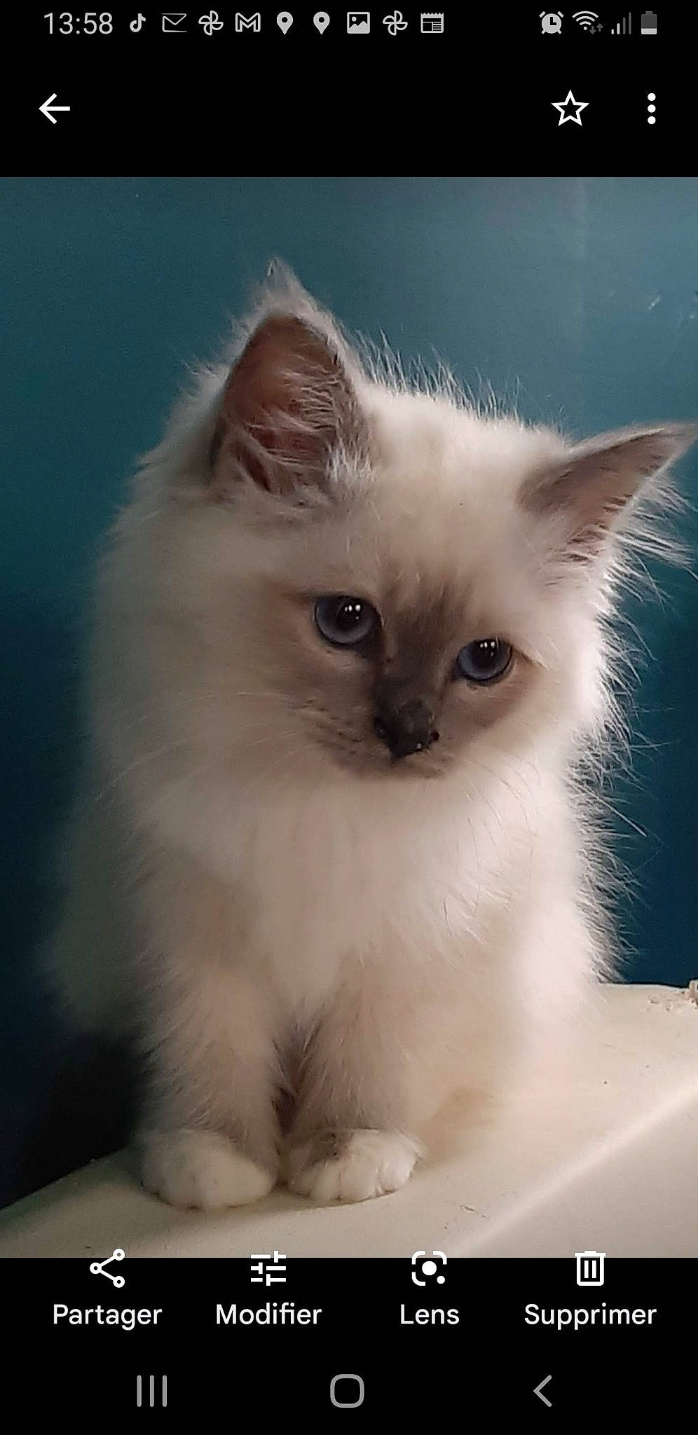 Rapsodie Du Saphir Enneigé participe au concours pour gagner de l'argent avec cette photo : carnivore, cat, fawn, felidae, fur, iris, ragdoll, small_to_medium_sized_cats, snout, terrestrial_animal, whiskers