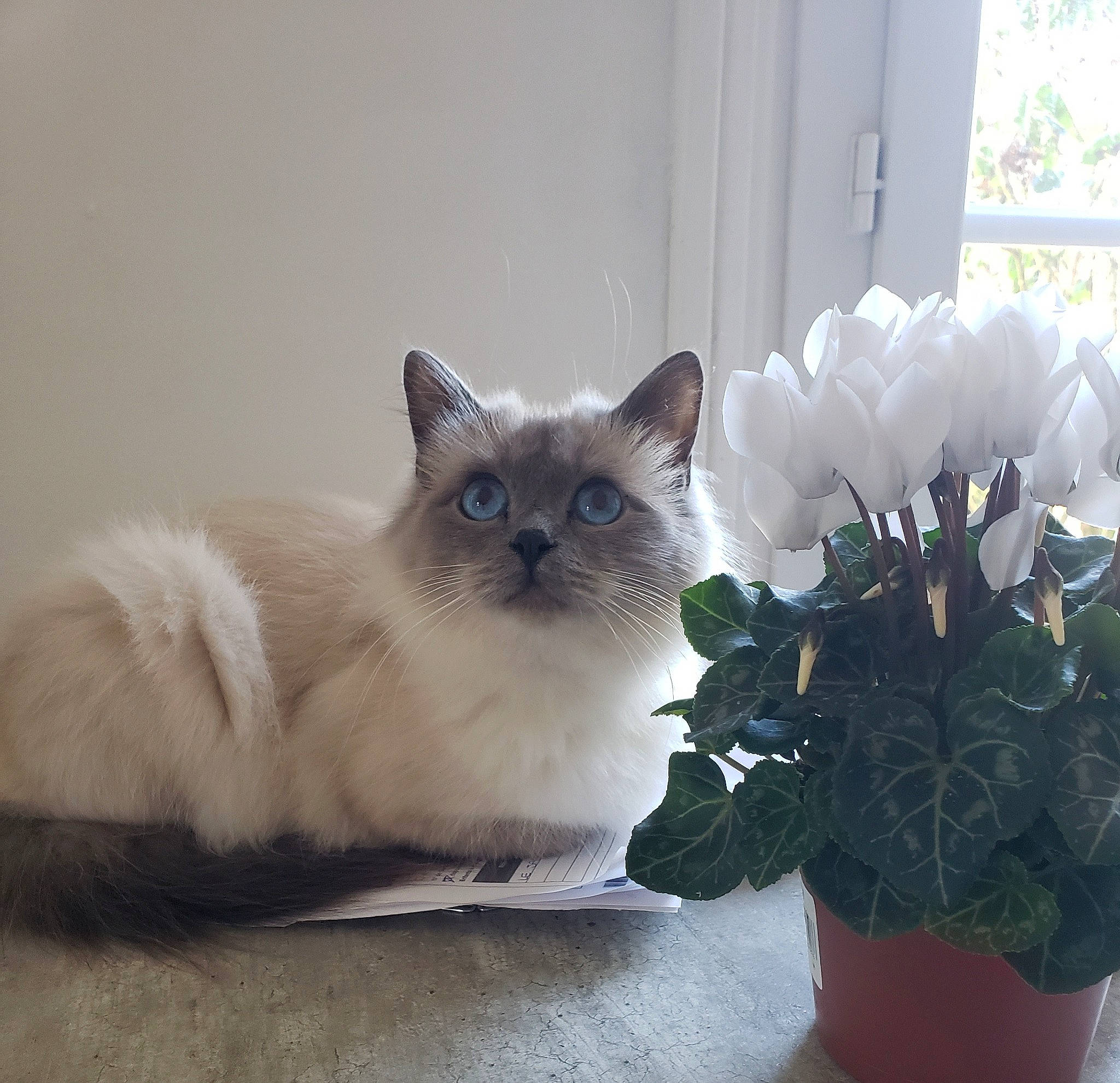 Rapsodie Du Saphir Enneigé