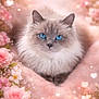 adorable, animal, beautiful, blue_eyes, cat, close_up, cozy, cute, feline, flowers, fluffy, heart_bokeh, nature, pet, pink_blanket, portrait, relaxing, roses, soft_lighting, spring