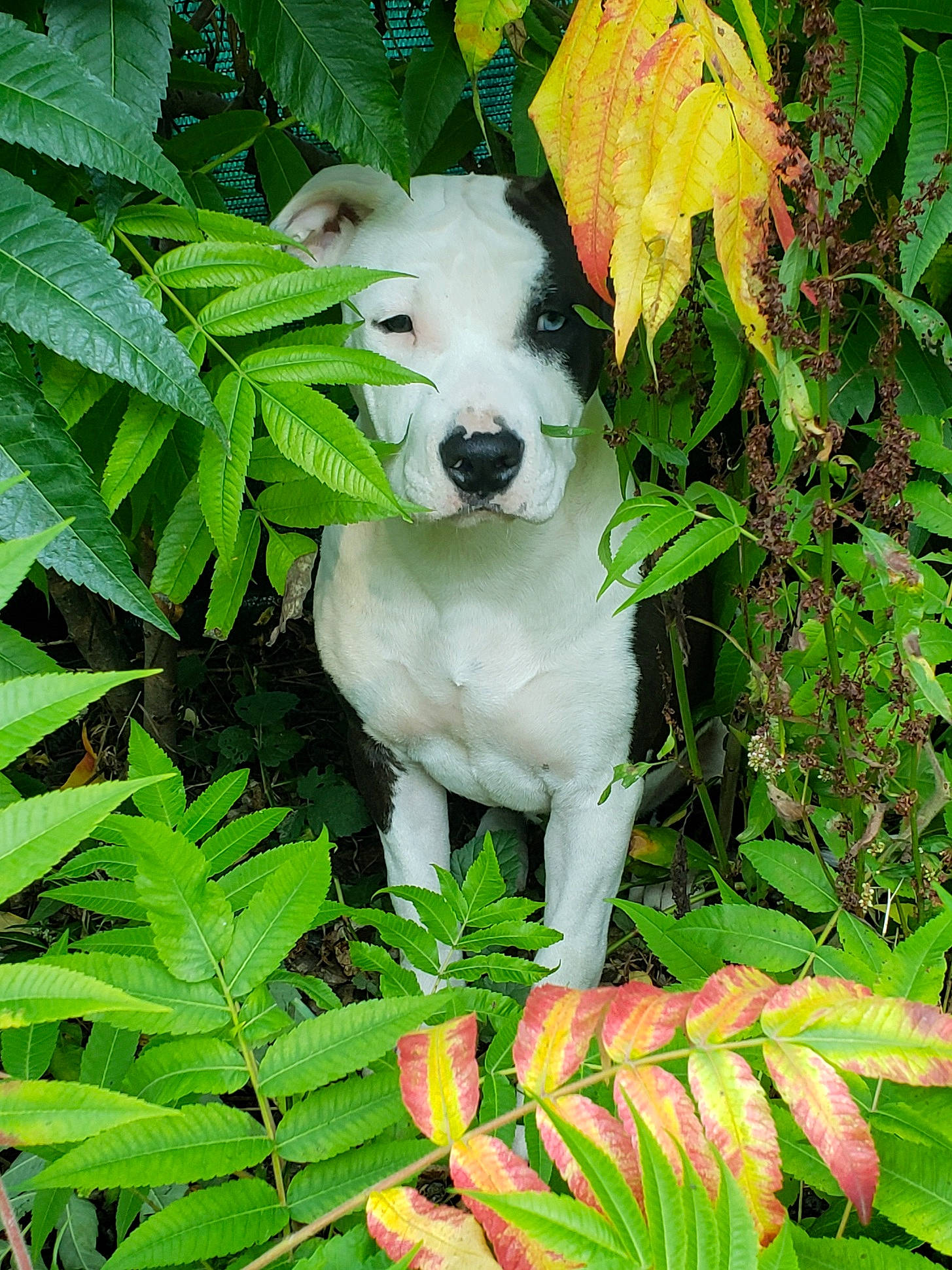 Sisca a rejoint le concours — aidez-le/la à gagner de superbes lots ! botany, carnivore, companion_dog, dog, dog_breed, fawn, flowering_plant, grass, green, groundcover, leaf, plant, polish_tatra_sheepdog, shrub, sporting_group, tail, terrestrial_plant, toy_dog, vegetation, working_animal