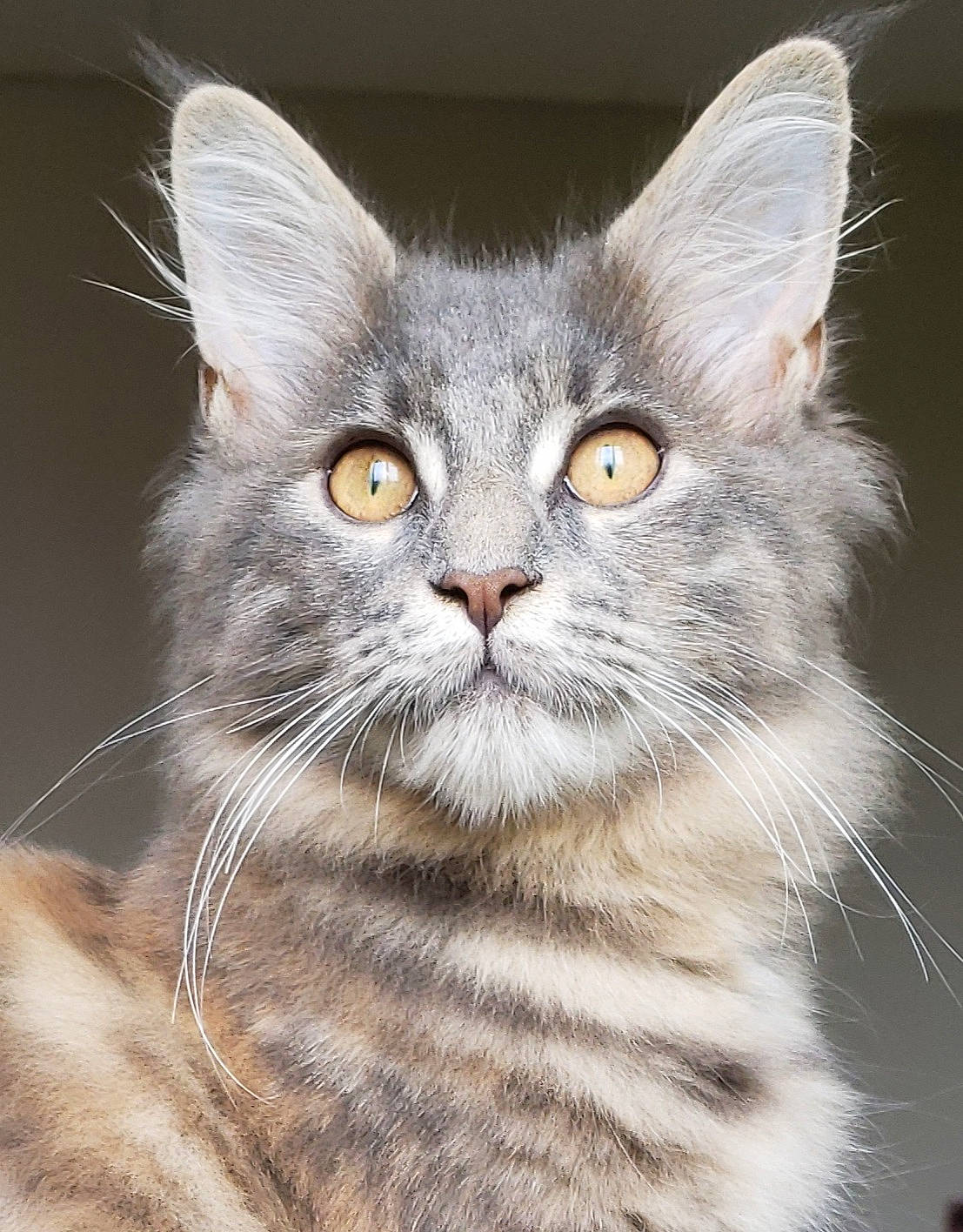 Savanah a rejoint le concours — aidez-le/la à gagner de superbes lots ! carnivore, cat, close_up, domestic_short_haired_cat, event, fawn, felidae, fur, iris, paw, small_to_medium_sized_cats, snout, tail, terrestrial_animal, whiskers