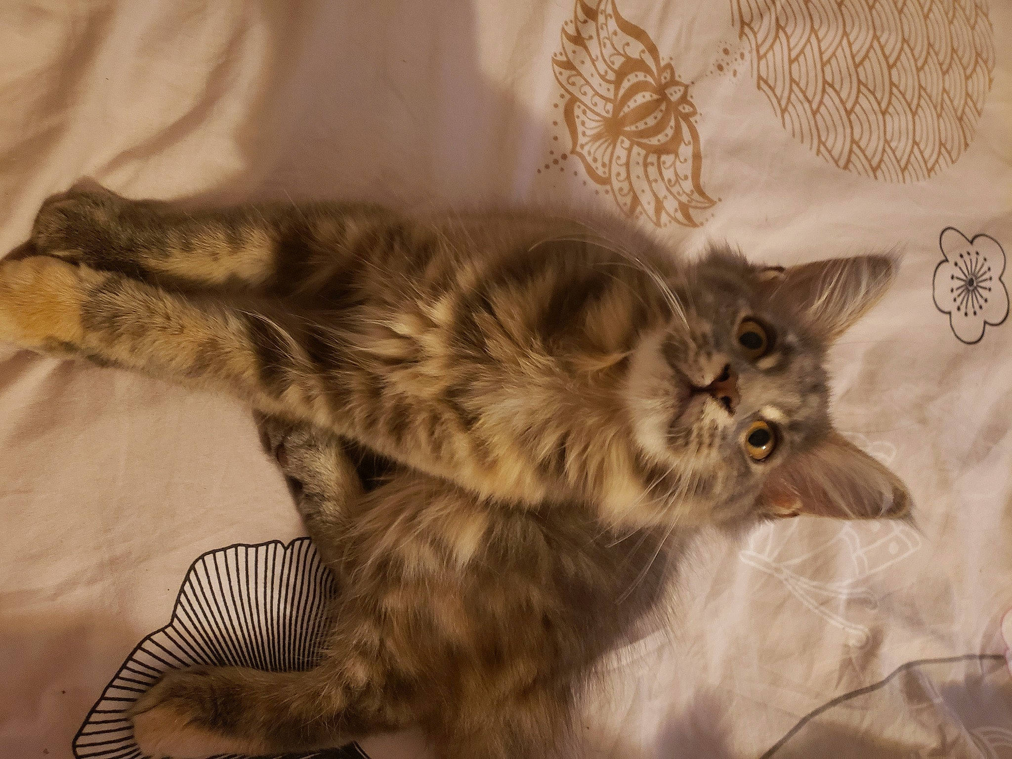 Savanah participe au concours pour gagner de l'argent avec cette photo : bed, carnivore, cat, claw, comfort, domestic_short_haired_cat, ear, eye, fawn, felidae, fur, grey, maine_coon, nap, paw, small_to_medium_sized_cats, snout, tail, terrestrial_animal, whiskers