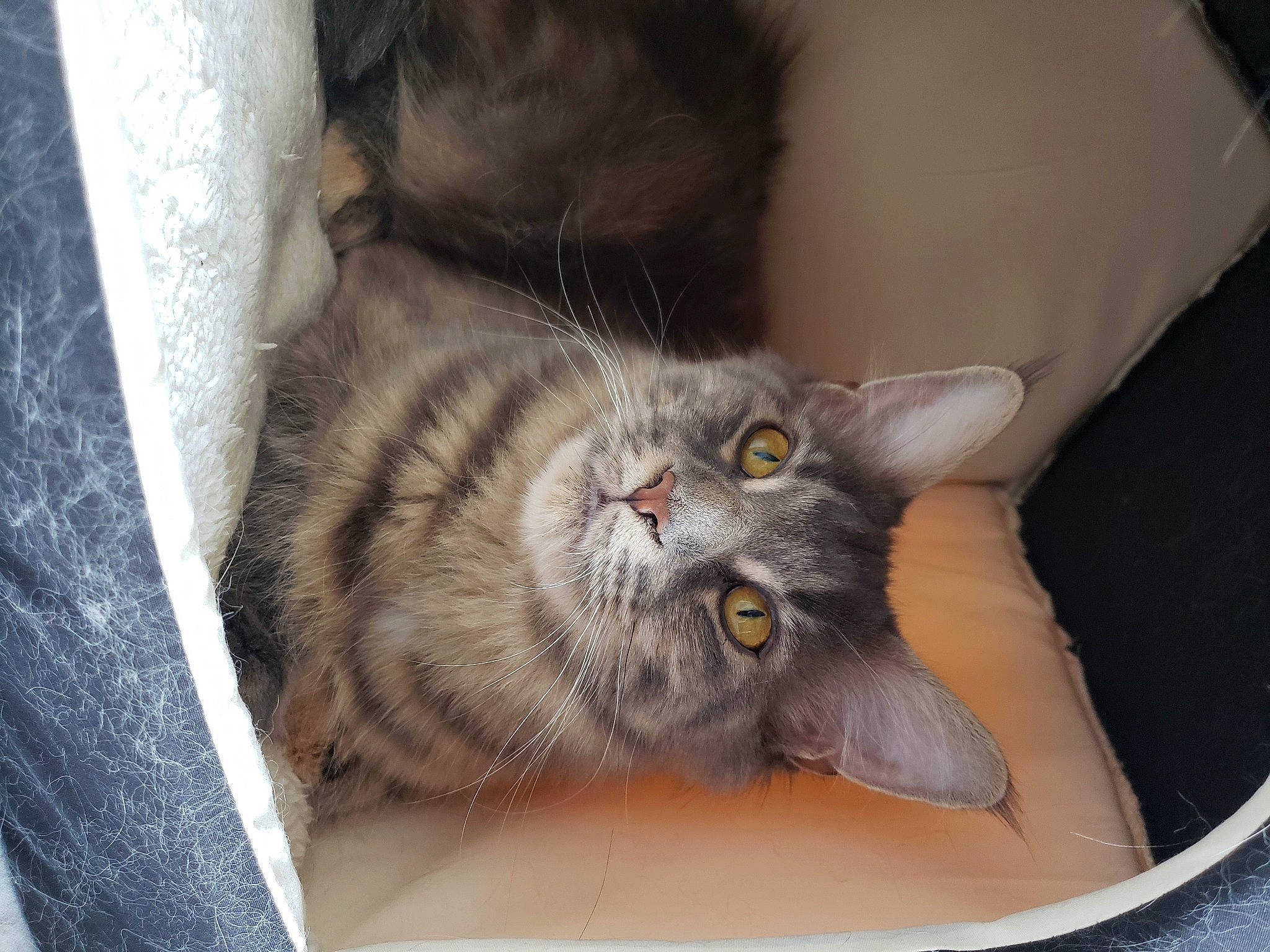 Savanah a rejoint le concours — aidez-le/la à gagner de superbes lots ! box, carnivore, cat, cat_bed, cat_supply, comfort, couch, domestic_short_haired_cat, felidae, fur, grey, paw, small_to_medium_sized_cats, whiskers