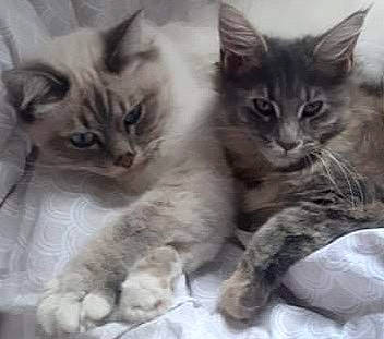 Savanah participe au concours pour gagner de l'argent avec cette photo : carnivore, cat, claw, comfort, domestic_short_haired_cat, felidae, fur, nap, paw, photo_caption, small_to_medium_sized_cats, snout, tail, whiskers