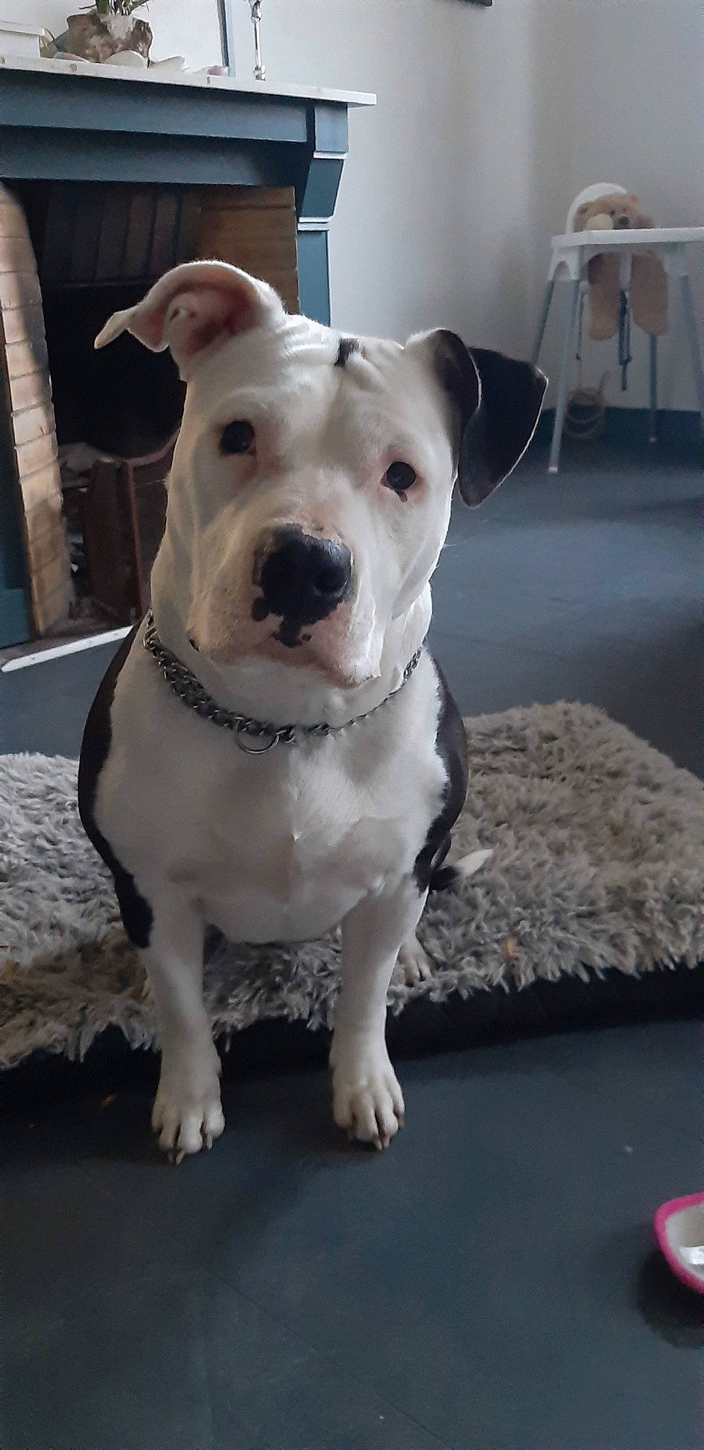 Ouna a rejoint le concours — aidez-le/la à gagner de superbes lots ! canidae, carnivore, collar, companion_dog, dog, dog_breed, dog_collar, dogo_guatemalteco, fawn, flooring, grey, non_sporting_group, pet_supply, pit_bull, snout, sporting_group, terrestrial_animal, whiskers, white, working_animal